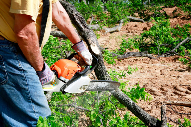 How Our Tree Care Process Works  in Kentland, IN